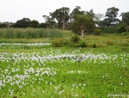 Traversée du Nord, champ de fleurs blanches