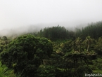 Jungle et brume