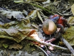 Bernard l'Hermite, carapace en bois / noix !