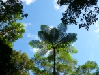 Fougère arborescente
