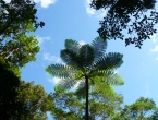 Fougère arborescente