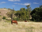 Chevaux sauvages