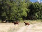 Chevaux sauvages