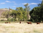 Chevaux sauvages