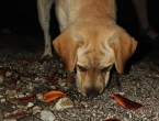 Chien contre crabe