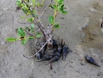 Plein de coquillages par marée basse