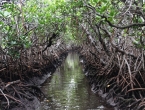 Mangrove