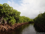 Mangrove