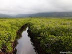 Mangrove