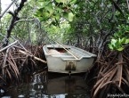 Mangrove