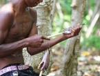 Cuisine vanuataise