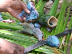 Cuisine vanuataise