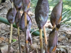 Cuisine vanuataise