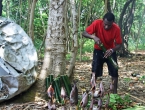 Cuisine vanuataise