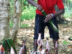 Cuisine vanuataise