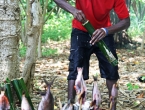 Cuisine vanuataise