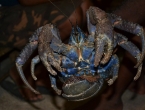 Crabe de cocotier