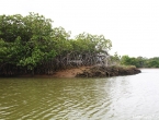 La mangrove