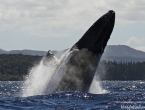 Quel saut ! Près du bateau !