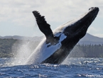 Quel saut ! Près du bateau !