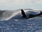 Quel saut ! Près du bateau !