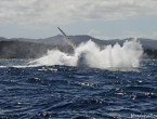 Quel saut ! Près du bateau !