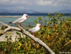 Les mouettes du pacifique !