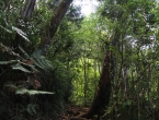 Forêt humide
