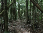 Forêt primaire