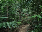 Parc des Grandes Fougères