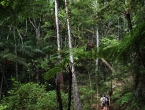 Parc des Grandes Fougères