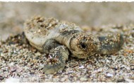 Emergence des bébés tortues grosses têtes !