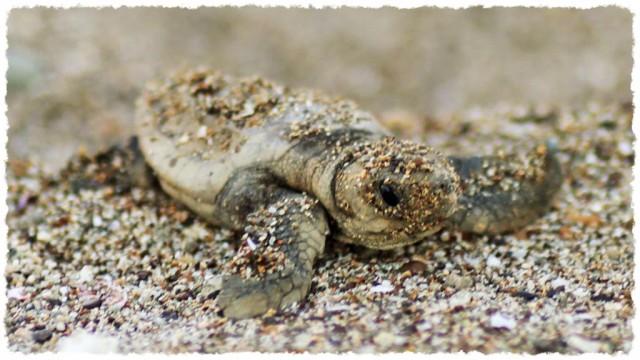 Emergence des bébés tortues grosses têtes !