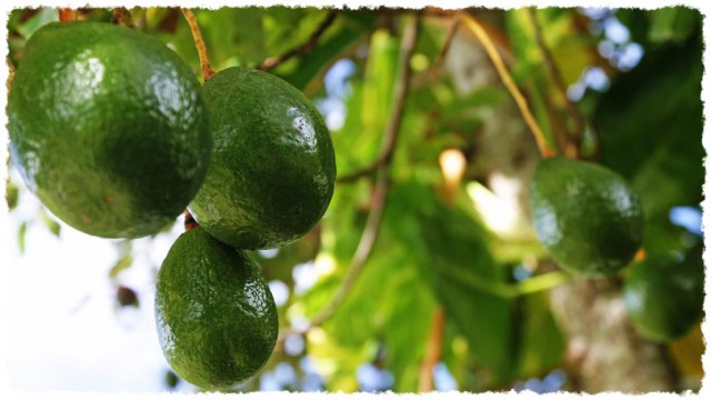 Fête de l'avocat à Maré !