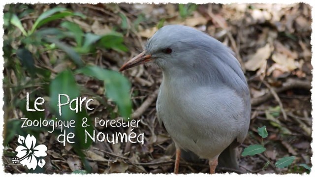 Vidéo - Le Parc Zoologique et Forestier