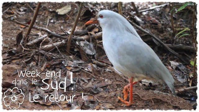 Vidéo - Week-End dans le Sud ! Le retour !