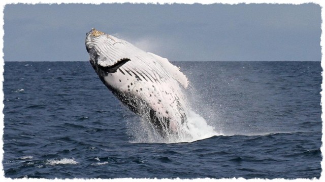 Observation des baleines en cata !